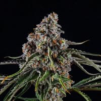 Natural Way Dispensary (MED)