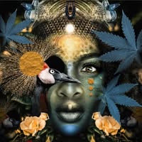 Proud Mary Cannabis (MED)